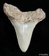 Inch Carcharocles Angustiden Tooth - Pre Megalodon #2900-2